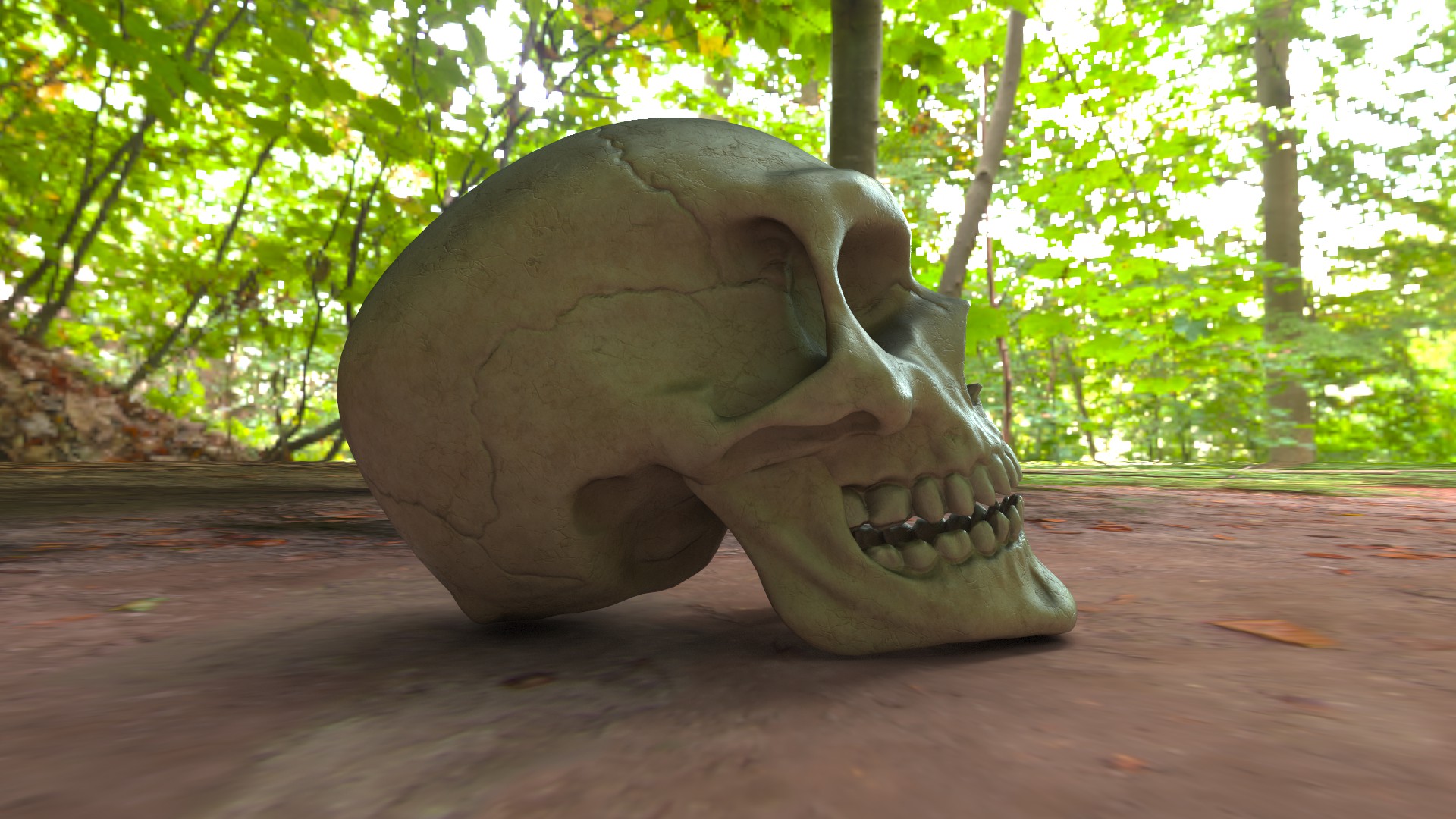 Human Skull - Realistic 3D Anatomy
